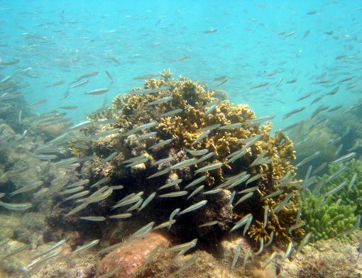 corais de maracajaú